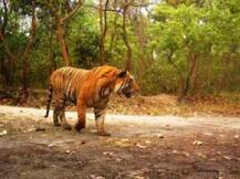 पीलीभीत: बाघ को सड़क पर घूमता देख दहशत में आए लोग, घंटों बाधित रहा यातायात