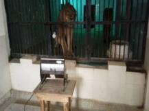 सर्दी के सितम से जानवर भी हैं परेशान, कानपुर में चिड़ियाघर प्रशासन ने किए खास इंतजाम