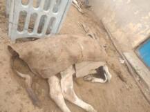 EXCLUSIVE: आगरा में प्रशासन की बड़ी लापरवाही, ठंड और भूख से सैकड़ों गौवंश की मौत