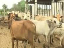 बांदा: लापरवाही का बड़ा मामला, हाईटेंशन तार की चपेट में आने से 21 गायों की दर्दनाक मौत