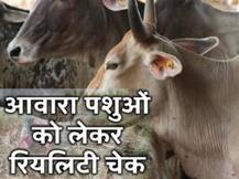 आवारा पशुओं को लेकर रियलिटी चेक, परेशान किसानों ने खोली सरकार के दावों की पोल