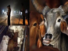 Police arrested cow smugglers gang in agra आगरा में पुलिस को मिली बड़ी कामयाबी, गो तस्कर गिरोह के 9 सदस्य गिरफ्तार, बिहार-बंगाल से जुड़े तार