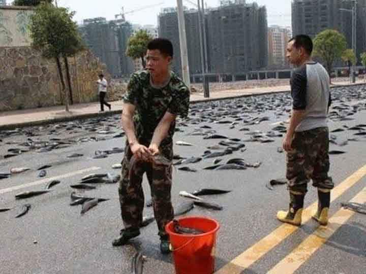 ना पानी ना बर्फ... जानें- कहां आसमान से गिरती है मछलियां?