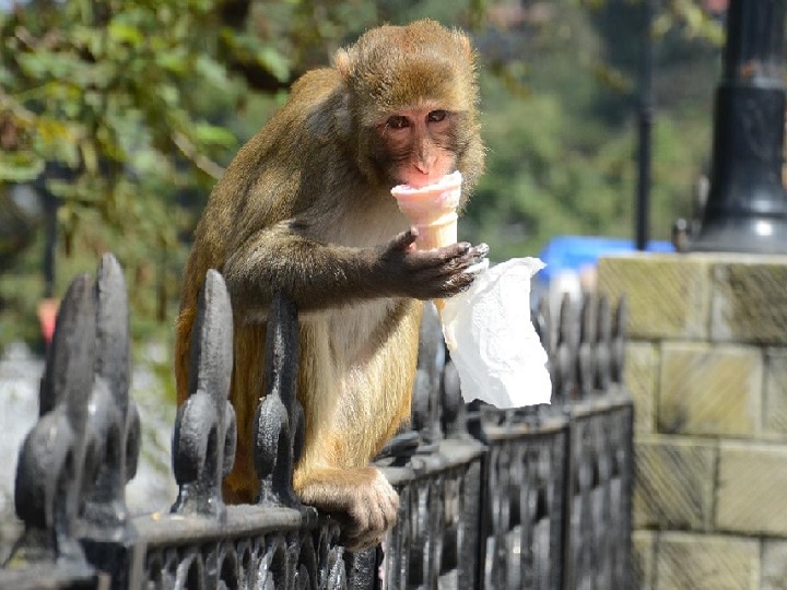 बंदरों के आतंक से परेशान है यूपी का ये शहर, गुस्से में आते हैं तो फाड़ देते हैं कपड़े