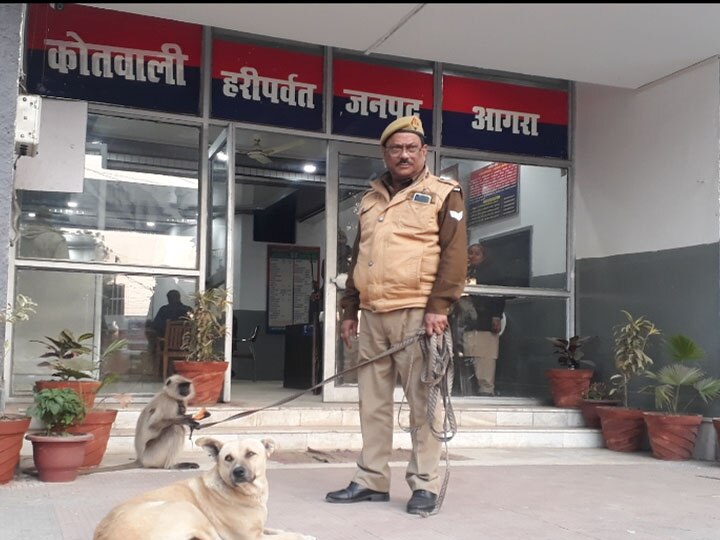 पुलिसिया कार्रवाई...और आगरा के इस थाने का चहेता बन गया लंगूर...पढ़िये ये दिलचस्प खबर