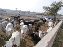 बलिया में पशु आश्रय केंद्र के हालात भयावह, मृत पशुओं को नोच रहे हैं कुत्ते..लापरवाह बने अधिकारी