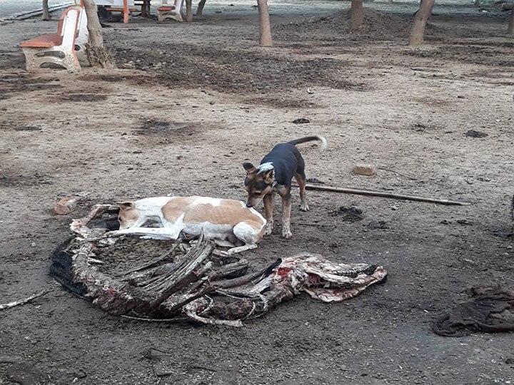 बलिया में पशु आश्रय केंद्र के हालात भयावह, मृत पशुओं को नोच रहे हैं कुत्ते..लापरवाह बने अधिकारी