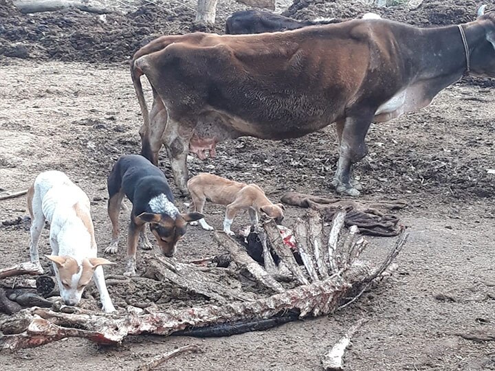 बलिया में पशु आश्रय केंद्र के हालात भयावह, मृत पशुओं को नोच रहे हैं कुत्ते..लापरवाह बने अधिकारी