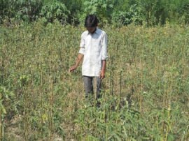 Weather destroy crop in Raibareilly रायबरेली: फसलों पर मौसम की मार, आलू-सरसो को कोहरे-पाले ने किया बर्बाद