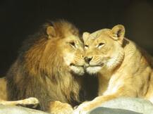 क्या कहते हैं आपके सपने: अगर सपने में दिखे शेरों का जोड़ा या मैना तो जानिए क्या होने वाला है?