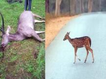 हरिद्वार: अज्ञात वाहन की चपेट में आने से सांभर हिरण की मौत, वाहन चालक की तलाश जारी