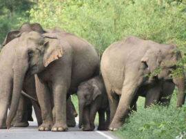 हरिद्वार में जंगली हाथियों के आतंक से परेशान ग्रामीण, फसलें बर्बाद;कई लोगों की ले चुके हैं जान Wild Elephant created panic in many areas of Haridwar हरिद्वार में जंगली हाथियों के आतंक से परेशान ग्रामीण, फसलें बर्बाद;कई लोगों की ले चुके हैं जान