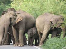 हरिद्वार में जंगली हाथियों के आतंक से परेशान ग्रामीण, फसलें बर्बाद;कई लोगों की ले चुके हैं जान