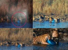 tigers spotted eating plastic in Corbett national Park uttarakhand कॉर्बेट टाइगर रिजर्व में नदी किनारे प्लास्टिक चबाते दिखे बाघ, आप भी देखें हैरान करने वाली तस्वीरें