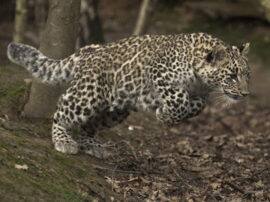 another leopard died in west up dead body found दस दिन के अंदर मिला एक और मादा तेंदुए का शव, पश्चिमी यूपी में अब तक 7 की मौत
