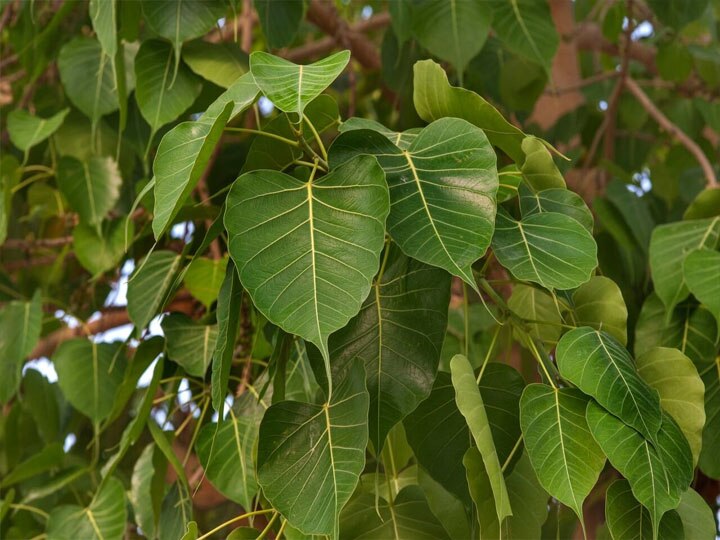 नक्षत्रों का राजा है पुष्य, घूस देना और लेना पसंद नहीं करते हैं इस नक्षत्र के लोग