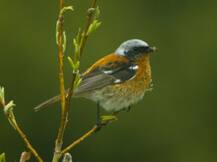 उत्तराखंड में दिखा दुर्लभ प्रवासी पक्षियों का जोड़ा, दुनिया भर अब तक सिर्फ 536 बार देखा गया है ये परिंदा