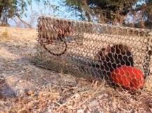 हमीरपुर में चूहे-छछूंदर पकड़ रहे हैं सरकारी कर्मचारी, पढ़ें आखिर माजरा क्या है