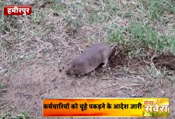 Hamirpur-rat1