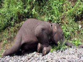 राजीजी पार्क में नर हाथी का शव मिलने से हड़कंप, आपसी संघर्ष की वजह से हुई मौत elephant dead body found rajaji national park राजीजी पार्क में नर हाथी का शव मिलने से हड़कंप, आपसी संघर्ष की वजह से हुई मौत