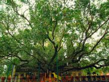 इस पेड़ की सुरक्षा में चौबीसों घंटे तैनात रहते हैं 500 से अधिक जवान, नष्ट करने के लिए हो चुका है आतंकी हमला