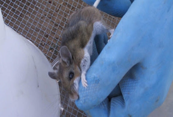 hantavirus