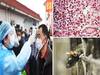 Coronavirus के बीच चीन में खतरनाक 'हंता' वायरस की दस्तक, जानिए-इसके लक्षण और बचाव के उपाय