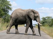 Coronavirus के बीच सुकून देने वाली खबर, सूनी सड़क पर आराम से घूमता दिखा हाथी