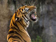 पीलीभीत: लॉकडाउन के दौरान बढ़े बाघ के हमले, एक और किसान की गई जान