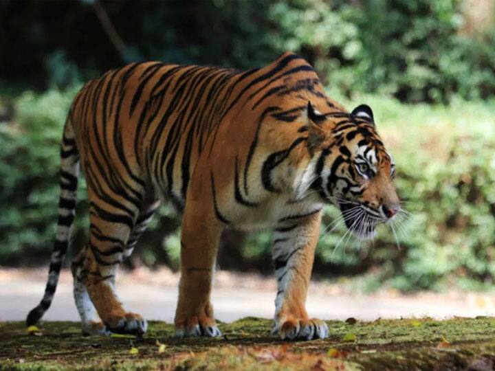 पीलीभीत: लॉकडाउन के दौरान बढ़े बाघ के हमले, एक और किसान की गई जान