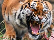 पीलीभीत में जारी है बाघ का आतंक, घर में घुसकर 2 लोगों को बनाया निवाला, ग्रामीणों ने किया हंगामा