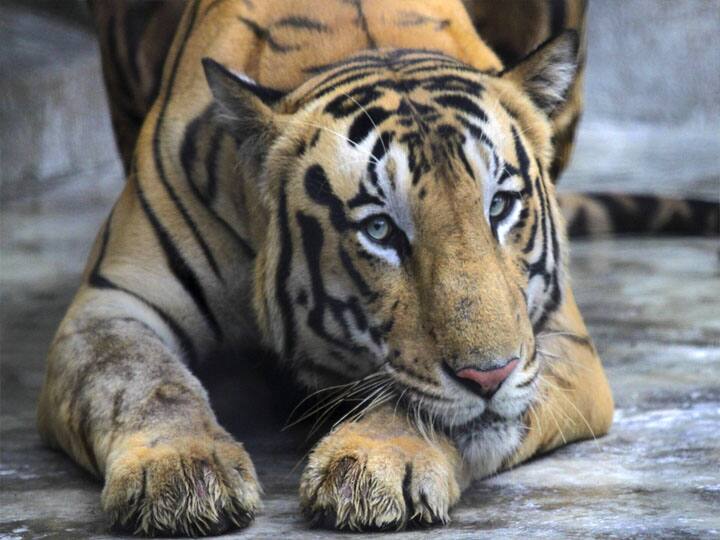 पीलीभीत में जारी है बाघ का आतंक, घर में घुसकर 2 लोगों को बनाया निवाला, ग्रामीणों ने किया हंगामा