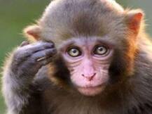 हरिद्वार: लॉकडाउन की वजह से बढ़ी बेजुबान जानवरों की परेशानी, सराहनीय है इन युवाओं की पहल