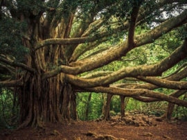  World largest banyan tree located in acharya jagadish chandra bose indian botanical garden kolkata  भारत में यहां मौजूद है दुनिया का सबसे विशालकाय बरगद का पेड़, भव्यता देख रह जाएंगे हैरान; गिनीज वर्ल्ड रिकॉर्ड में नाम भी दर्ज