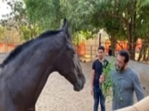 सलमान खान अपने घोड़े के साथ नाश्ते में पत्तियां चबाते दिखे, कहा 'बहुत अच्छा है'