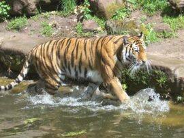 separate ward for animals amid coronavirus in uttarakhand zoo CoronaVirus: उत्तराखंड में जानवरों के लिए बनाया गया अलग वार्ड