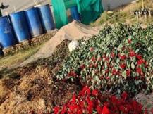 शामली: फूलों की खेती करने वाले किसान उजाड़ रहे हैं अपनी फसल....रोजी-रोटी का आया बड़ा संकट