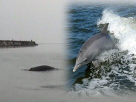 Lockdown In meerut dolphins enjoying diving in river ganga video goes viral Lockdown में  इंसान कैद, प्रकृति आजाद: मेरठ में कुछ यूं गंगा में मटरगस्ती करती दिखीं डॉल्फिन; देखिए वीडियो