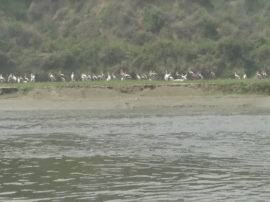 Etawah: लॉकडाउन ने बदली प्रदूषित यमुना की सूरत, नदी पर 10 से ज्यादा दुर्लभ प्रजातियों की चिड़िया दिखा रहीं अठखेलियां lockdown clean Yamuna river pollution in etawah more than 10 rare species of birds are seen in river Etawah: लॉकडाउन ने बदली प्रदूषित यमुना की सूरत, नदी पर 10 से ज्यादा दुर्लभ प्रजातियों की चिड़िया दिखा रहीं अठखेलियां