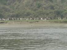 Etawah: लॉकडाउन ने बदली प्रदूषित यमुना की सूरत, नदी पर 10 से ज्यादा दुर्लभ प्रजातियों की चिड़िया दिखा रहीं अठखेलियां