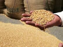 Ghaziabad: लोनी के किसानों का बड़ा आरोप- गेहूं खरीद के बदले मांगे जा रहे पैसे