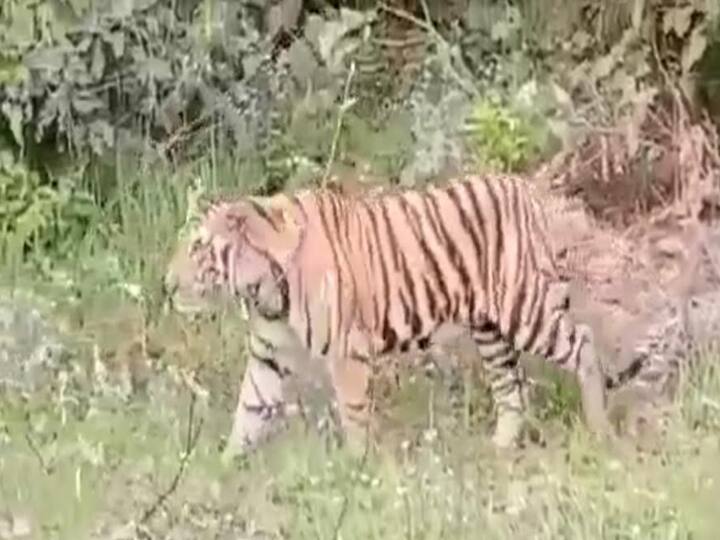 घात लगाए बैठे बाघ का जानलेवा हमला, तीन किसान घायल;वन विभाग की टीम ने शुरू किया रेस्क्यू ऑपरेशन Tiger Deadly attack on farmers three injured in pilibhit Forest department team starts rescue operation घात लगाए बैठे बाघ का जानलेवा हमला, तीन किसान घायल;वन विभाग की टीम ने शुरू किया रेस्क्यू ऑपरेशन