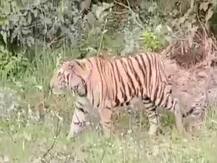 घात लगाए बैठे बाघ का जानलेवा हमला, तीन किसान घायल;वन विभाग की टीम ने शुरू किया रेस्क्यू ऑपरेशन