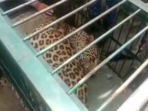 अल्मोड़ा में दहशत, Lockdown में आबादी वाले इलाके में घुसा गुलदार; रेस्क्यू में लगे 9 घंटे