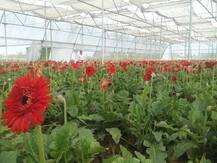 बाराबंकी: लॉकडाउन में फूलों का कारोबार चौपट, बैंक के कर्ज ने बढ़ाई किसानों की चिंता