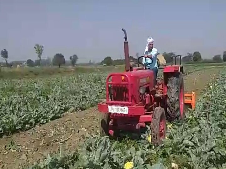 In Saharanpur Cabbage not sold in lockdown farmer drove tractor on standing crop in field Saharanpur: लॉकडाउन में नहीं बिकी गोभी, तो चला दिया खेत में खड़ी फसल पर ट्रैक्टर