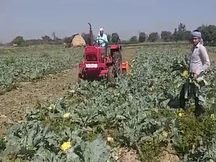 Saharanpur: लॉकडाउन में नहीं बिकी गोभी, तो चला दिया खेत में खड़ी फसल पर ट्रैक्टर