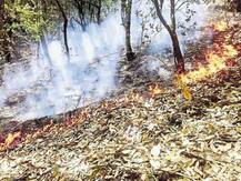 टिहरी वन विभाग को बड़ी राहत, बारिश व लॉकडाउन के चलते जंगल में आग की घटनाएं थमी