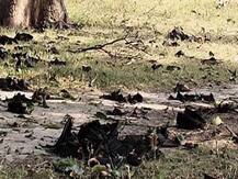 गोरखपुर के बाद बलिया में हुई चमगादड़ों की मौत, प्रशासन में हड़कंप, दहशत में आये लोग