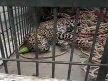 गोंडा: वन विभाग की टीम ने रेस्क्यू कर तेंदुए के शावक को पिंजरे में किया कैद, जानें- क्यों परेशान हैं इलाके के लोग